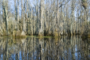 Bayou Landforms